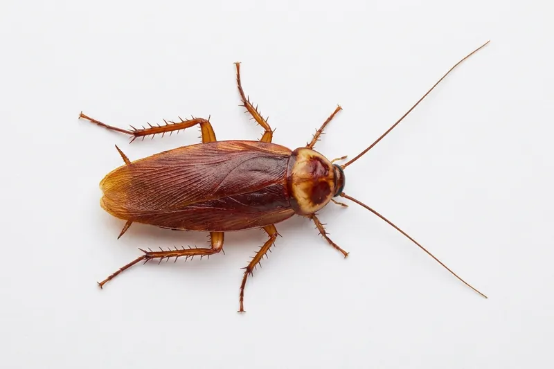 American cockroach (Periplaneta americana): large, reddish-brown, yellow band behind the head