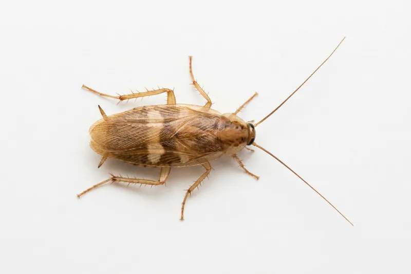 Brown-banded cockroach (Supella longipalpa): small, with two pale bands across the wings